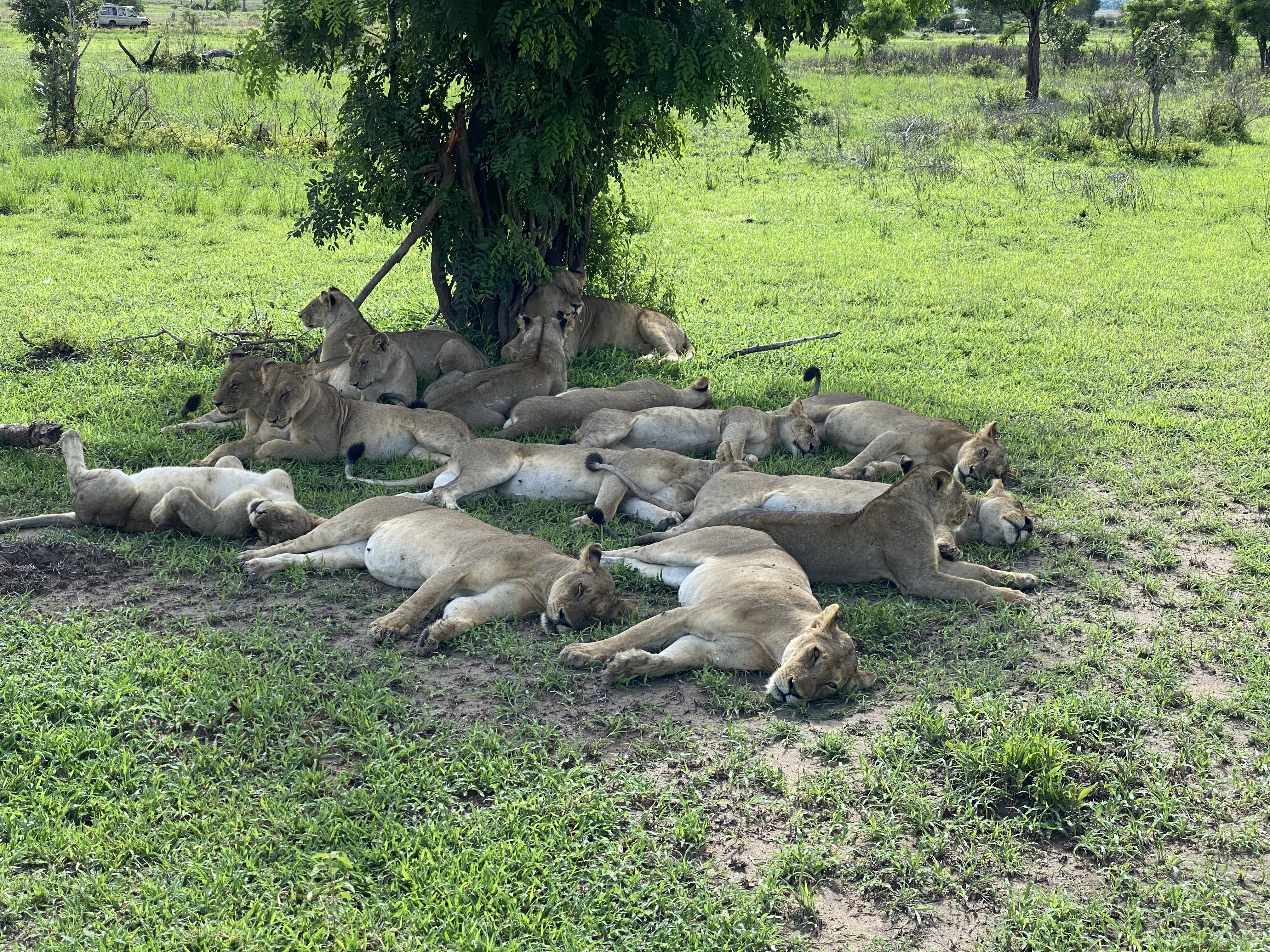 Safari Lions